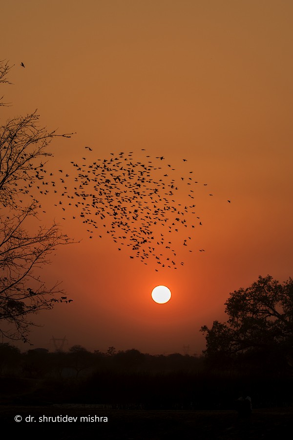 Rosy Starling - ML64282181