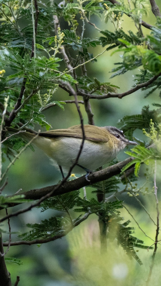 アカメモズモドキ - ML642821814