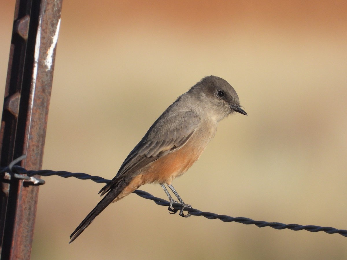 Say's Phoebe - ML642821831