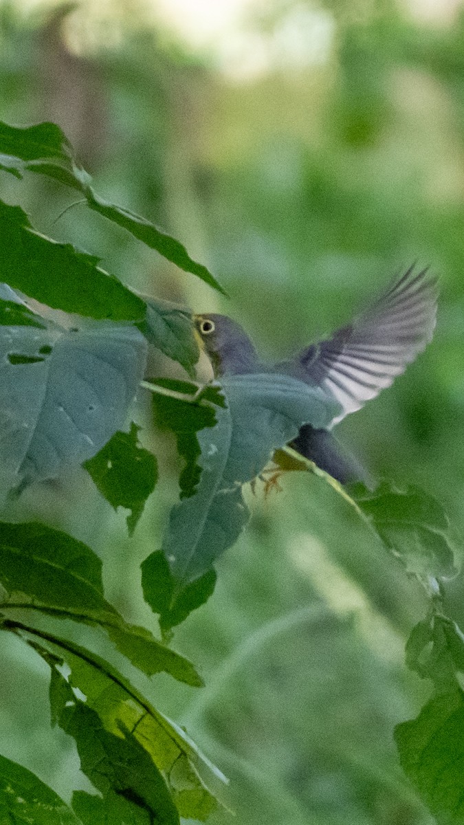 Canada Warbler - ML642821832