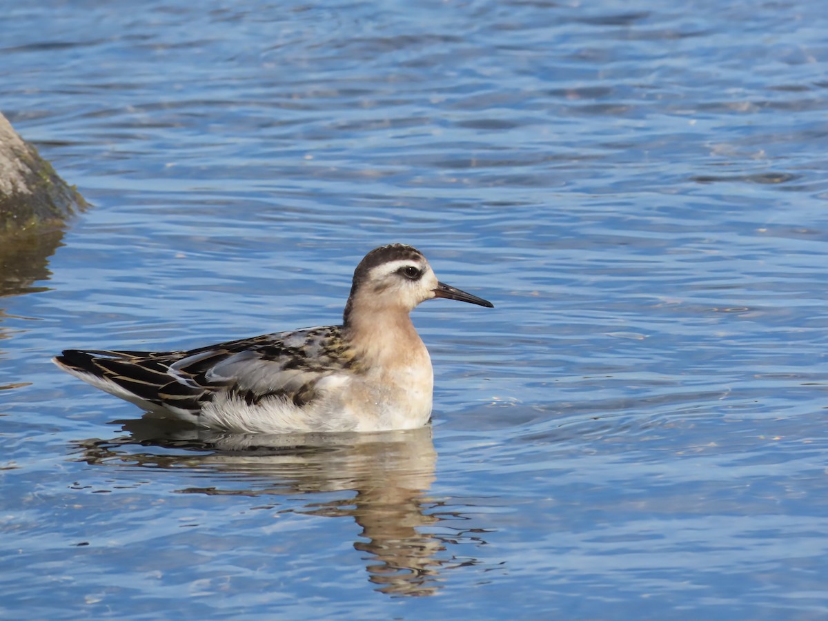 Red Phalarope - ML642821844