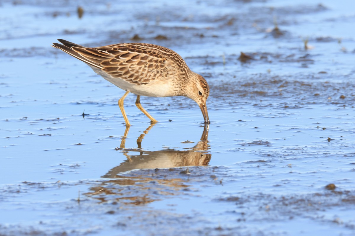 Pectoral Sandpiper - ML642821847