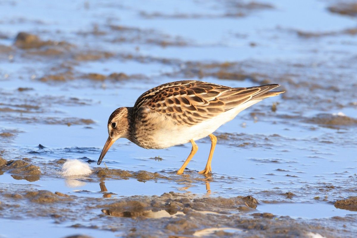 Pectoral Sandpiper - ML642821849