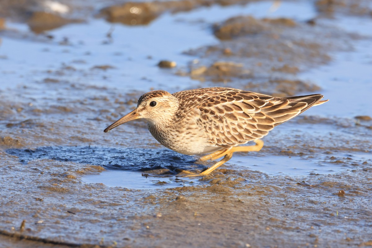 Pectoral Sandpiper - ML642821850