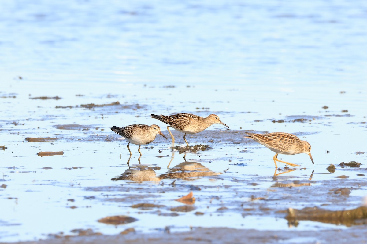Pectoral Sandpiper - ML642821852