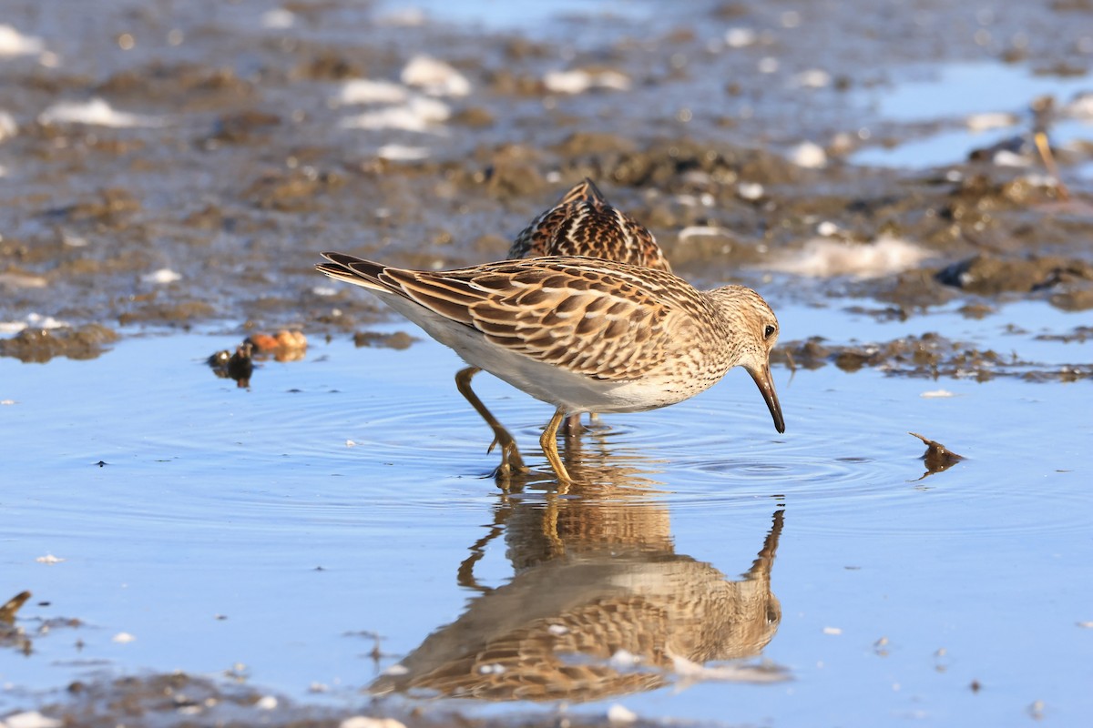 Pectoral Sandpiper - ML642821853