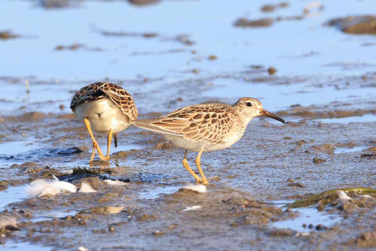 Pectoral Sandpiper - ML642821854