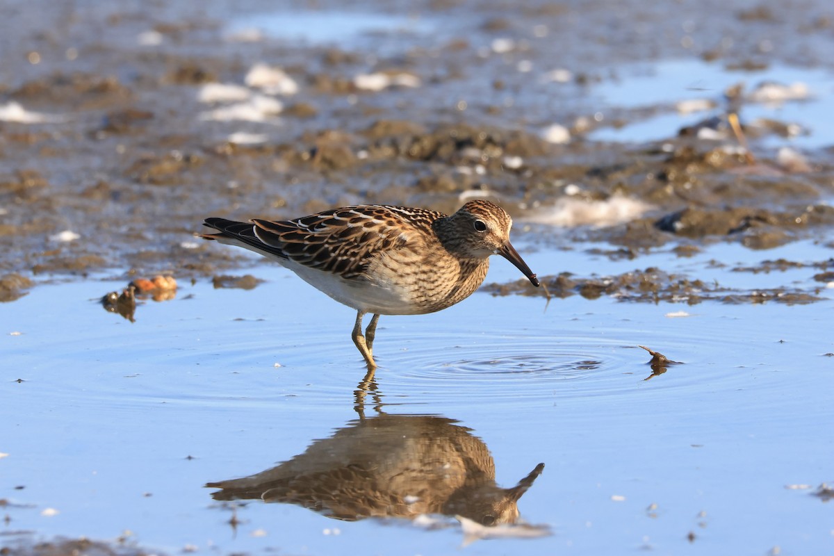 Pectoral Sandpiper - ML642821856