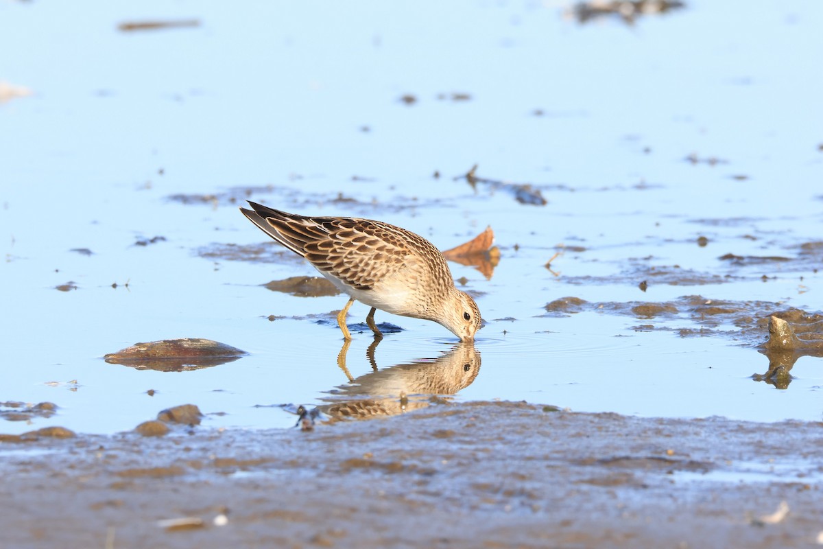 Pectoral Sandpiper - ML642821857