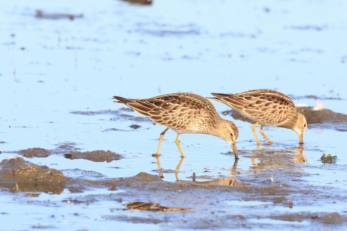 Pectoral Sandpiper - ML642821858