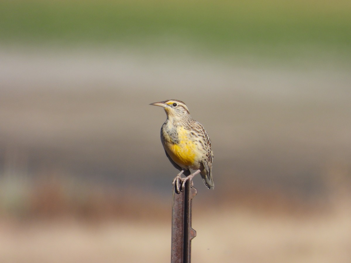Western Meadowlark - ML642821879