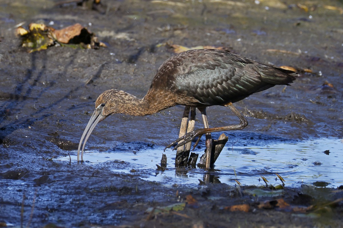 Glossy Ibis - ML642821888