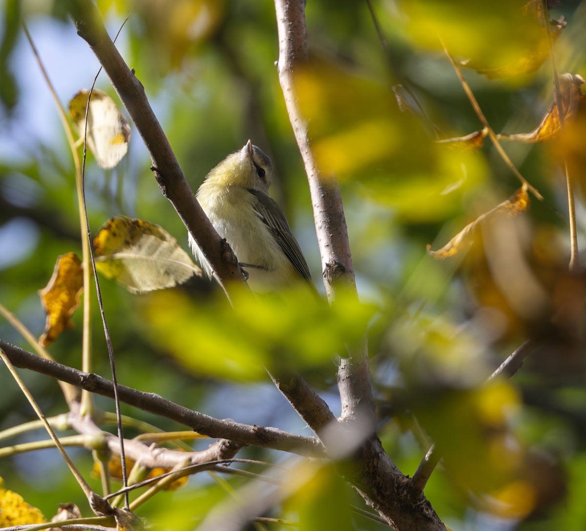 Philadelphia Vireo - ML642821894