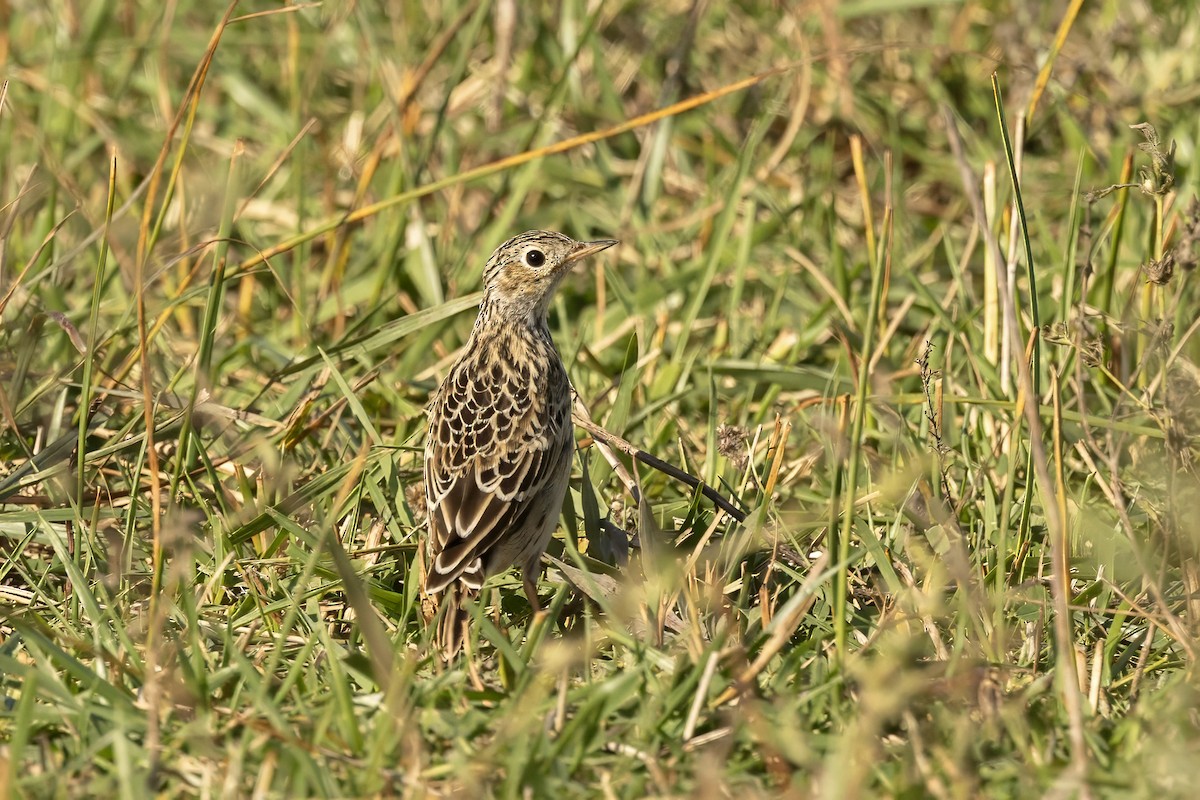 Pipit de Sprague - ML642821901