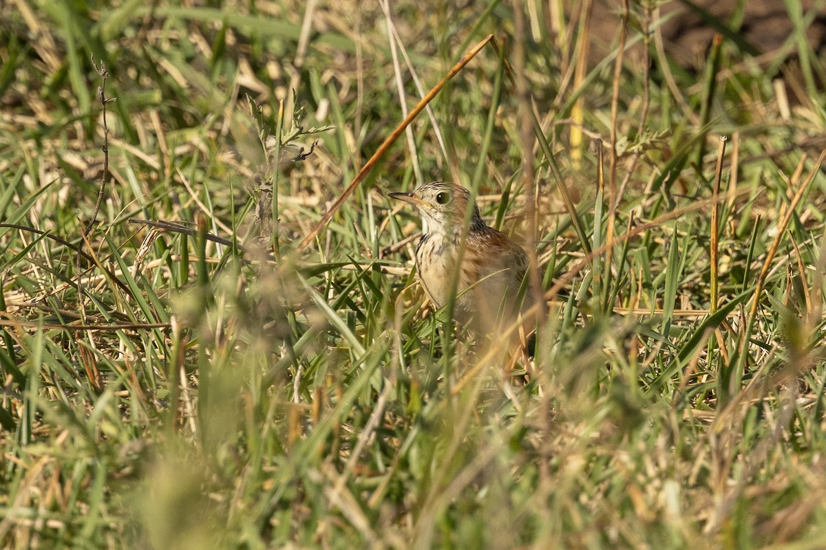 Pipit de Sprague - ML642821902