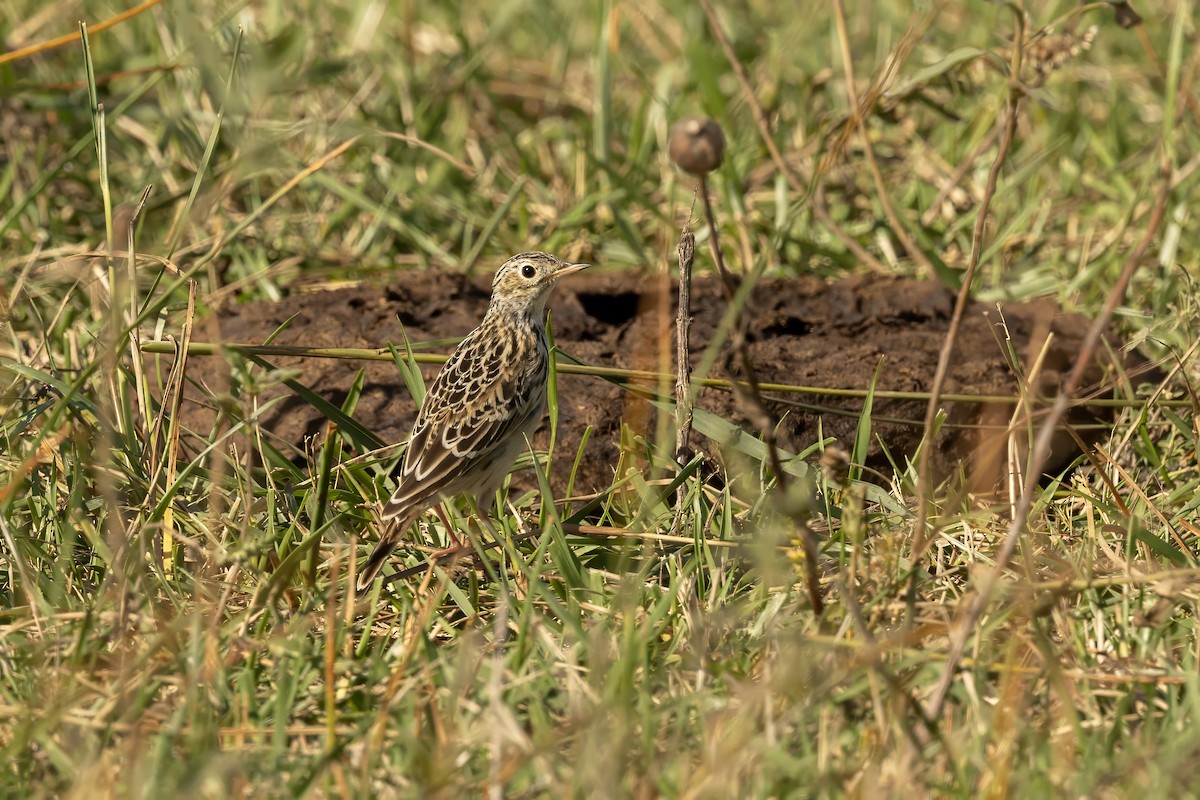 Pipit de Sprague - ML642821903