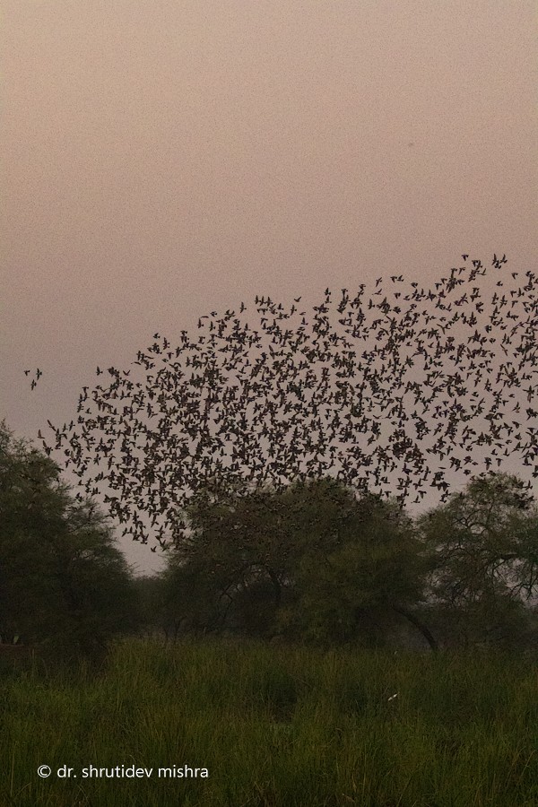 Rosy Starling - ML64282191