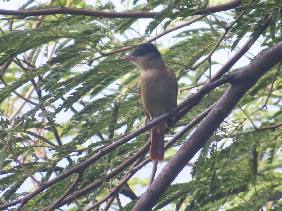 Rose-throated Becard - ML642821931