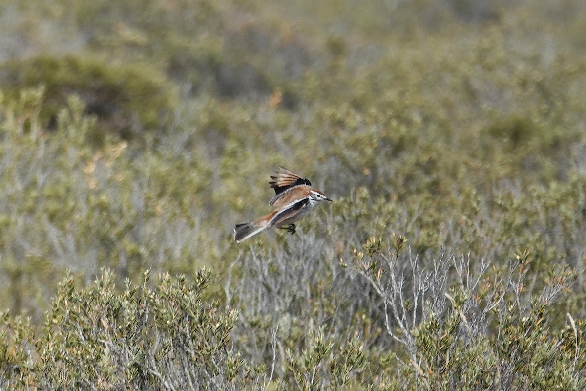 Rusty-backed Monjita - ML642821938