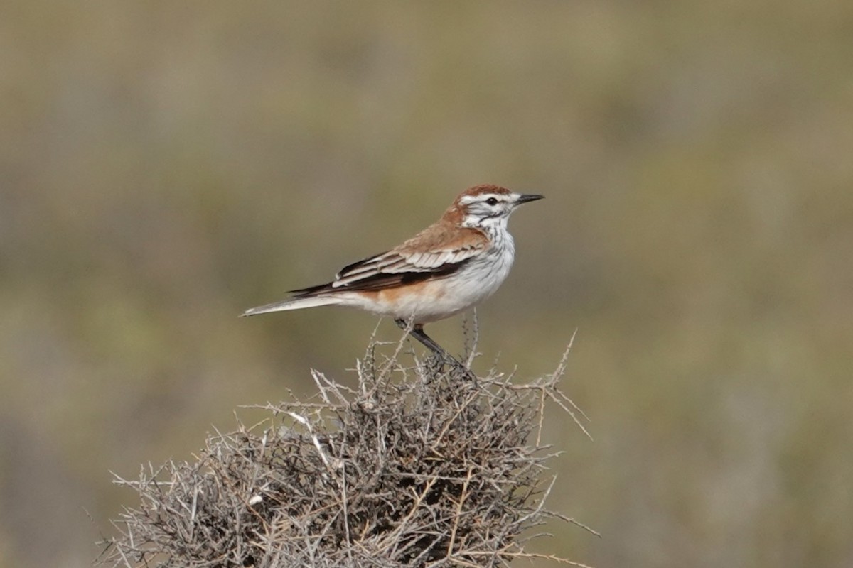 Rusty-backed Monjita - ML642821959