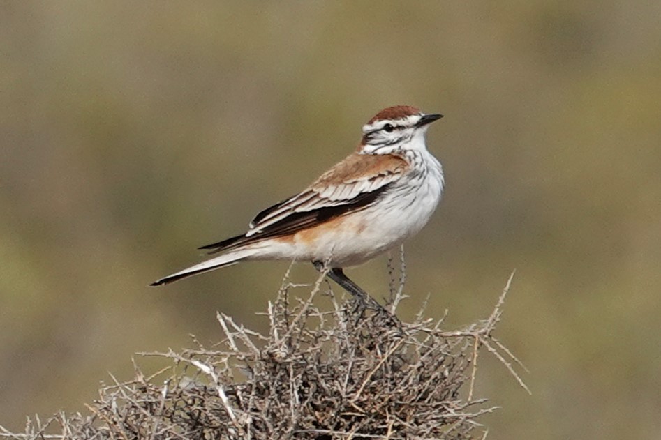 Rusty-backed Monjita - ML642821960