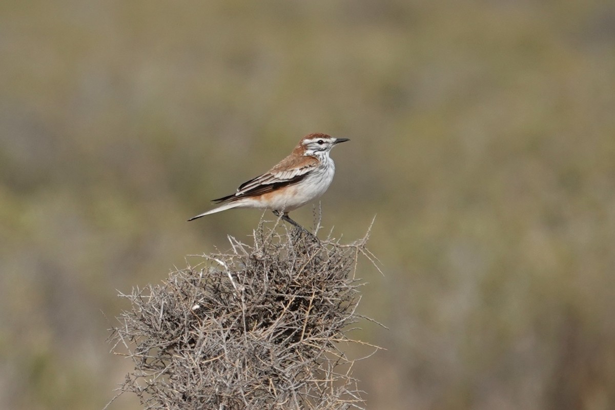 Rusty-backed Monjita - ML642821961