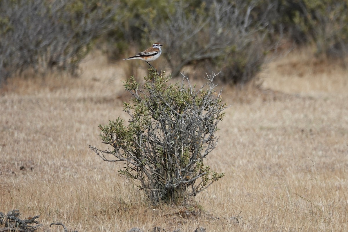 Rusty-backed Monjita - ML642821962
