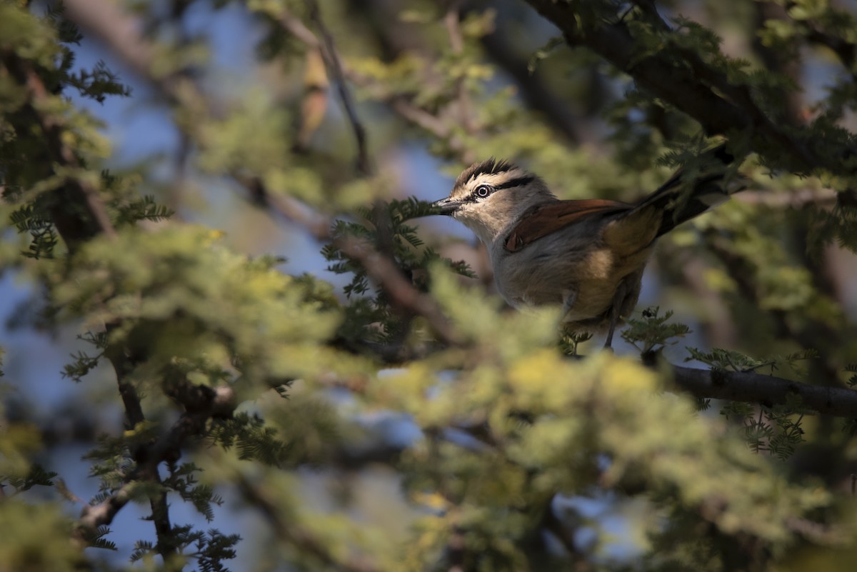 Brown-crowned Tchagra - ML642821973