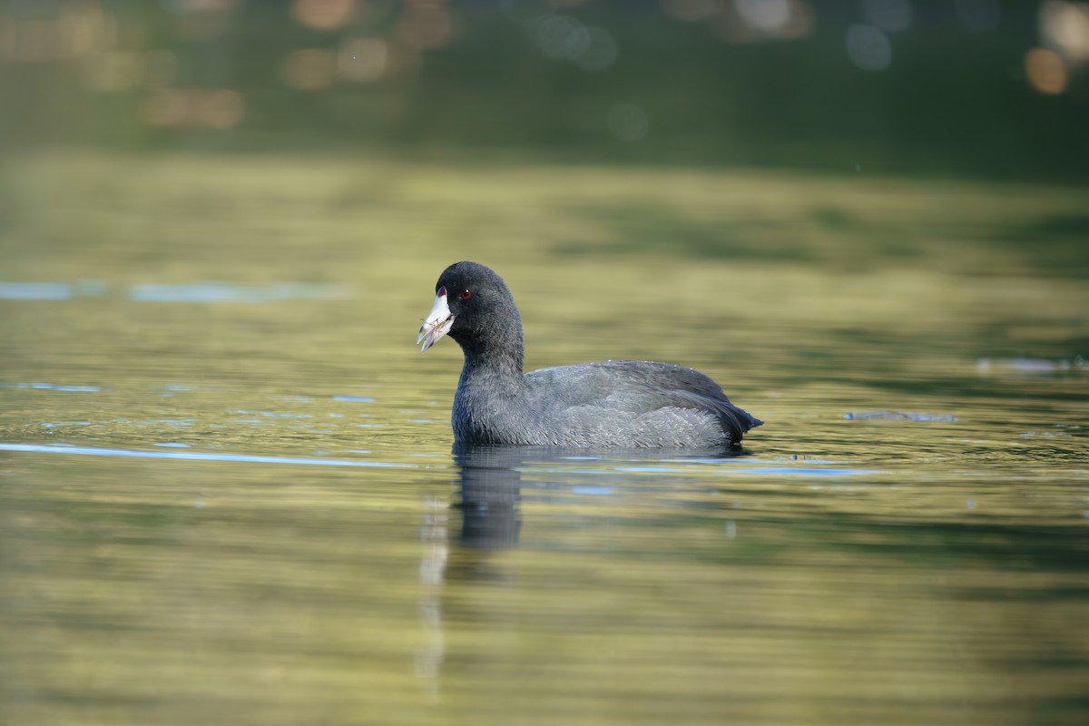 American Coot - ML642821974