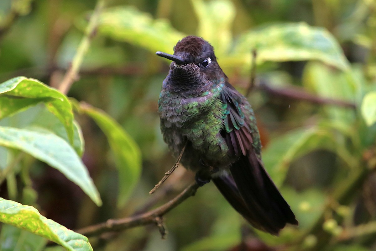 Talamanca Hummingbird - ML642821993