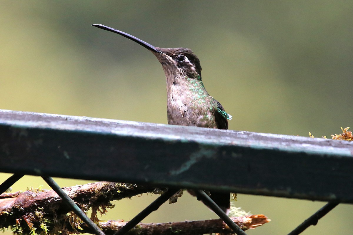 Talamanca Hummingbird - ML642821998
