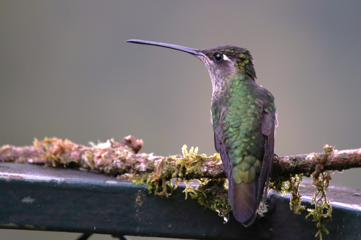 Talamanca Hummingbird - ML642822001