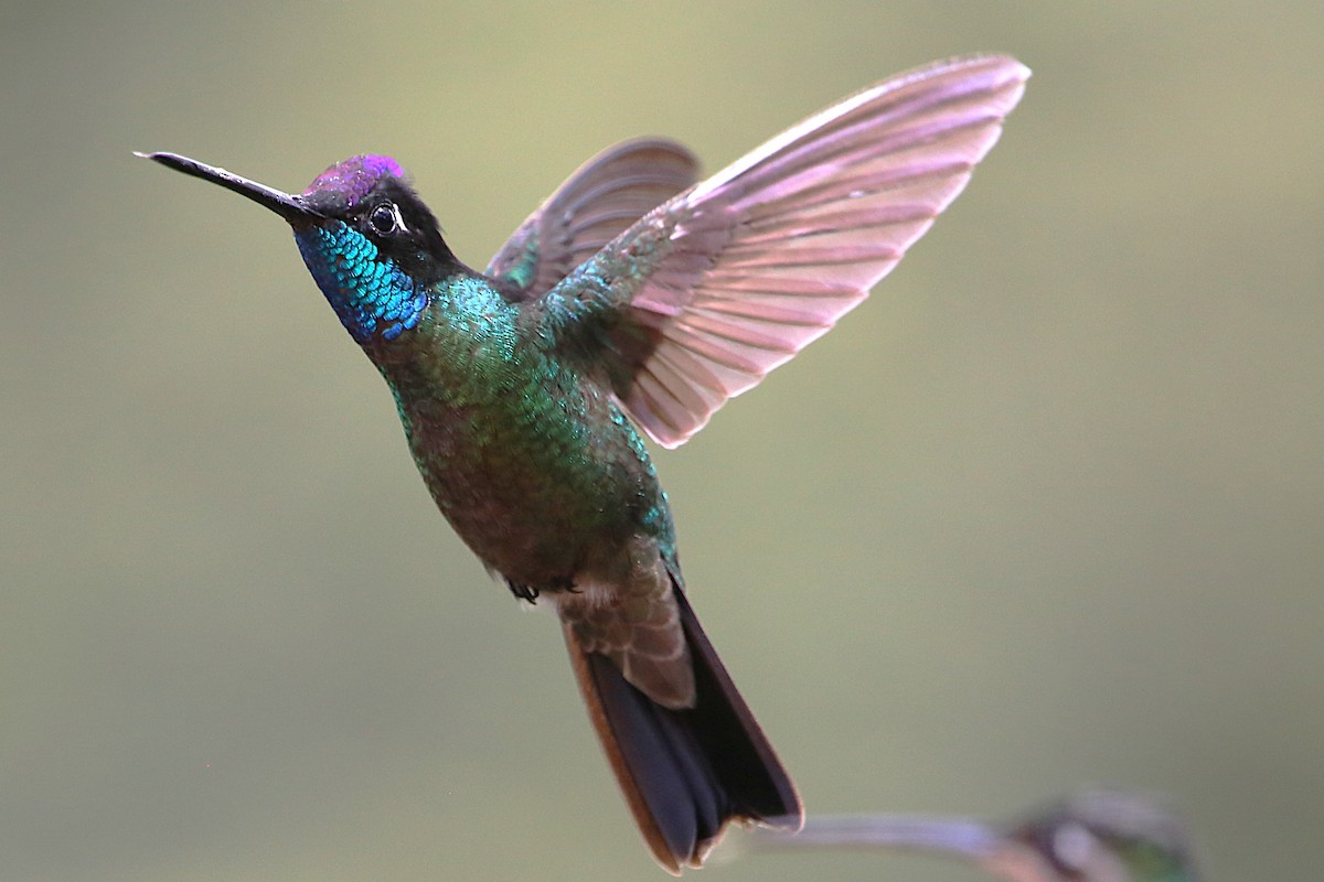 Talamanca Hummingbird - ML642822002