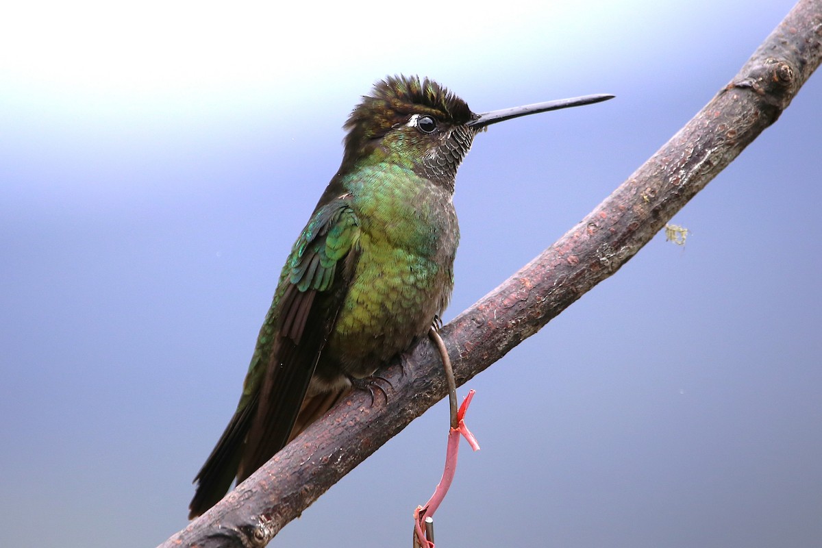 Talamanca Hummingbird - ML642822003