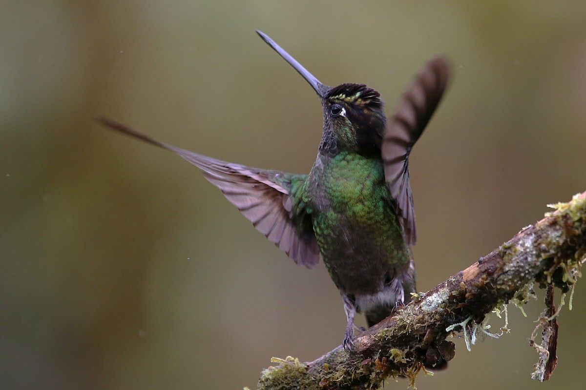 Talamanca Hummingbird - ML642822004