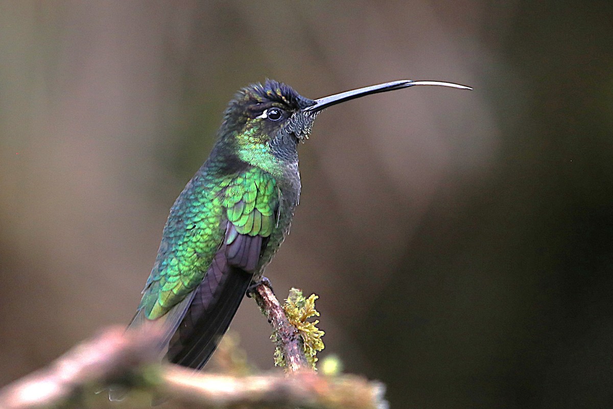 Talamanca Hummingbird - ML642822005