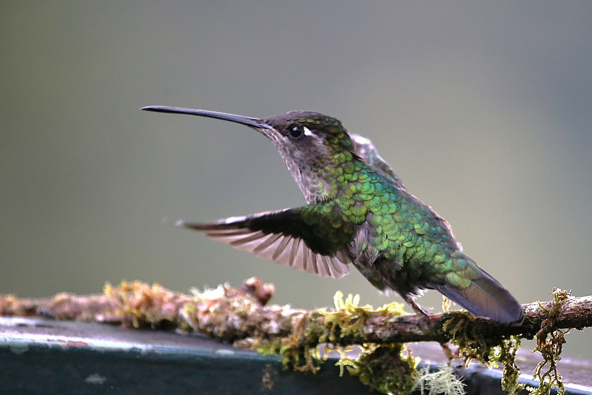 Talamanca Hummingbird - ML642822006