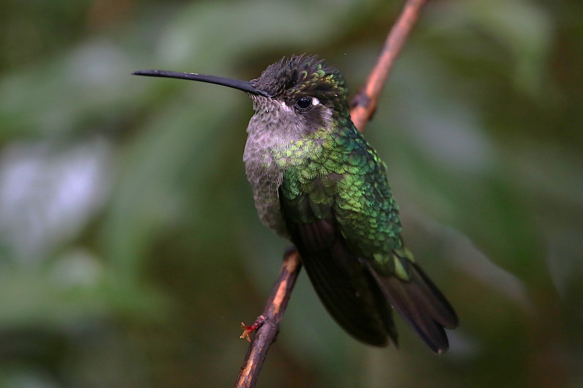 Talamanca Hummingbird - ML642822007