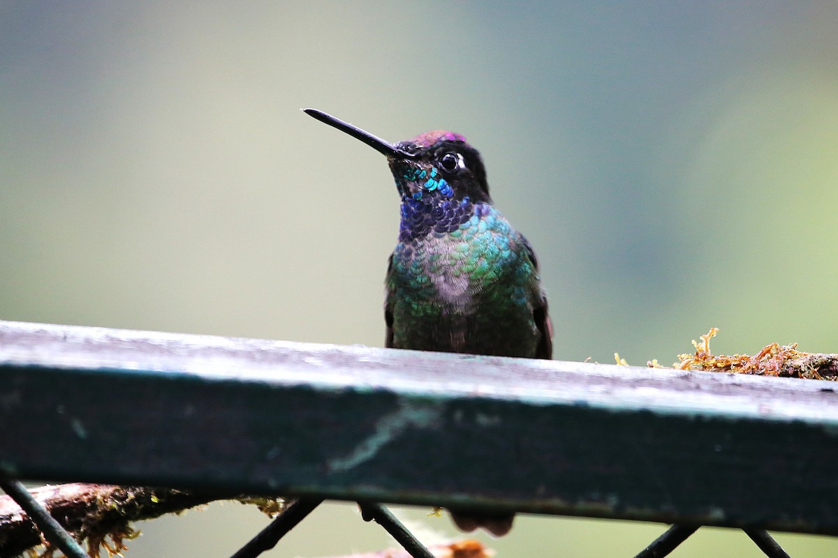 Talamanca Hummingbird - ML642822008