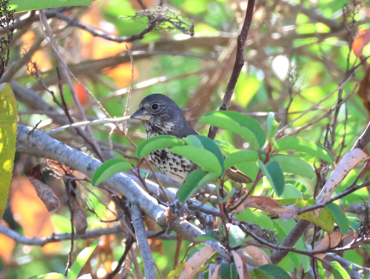 Fox Sparrow - Steven Lima
