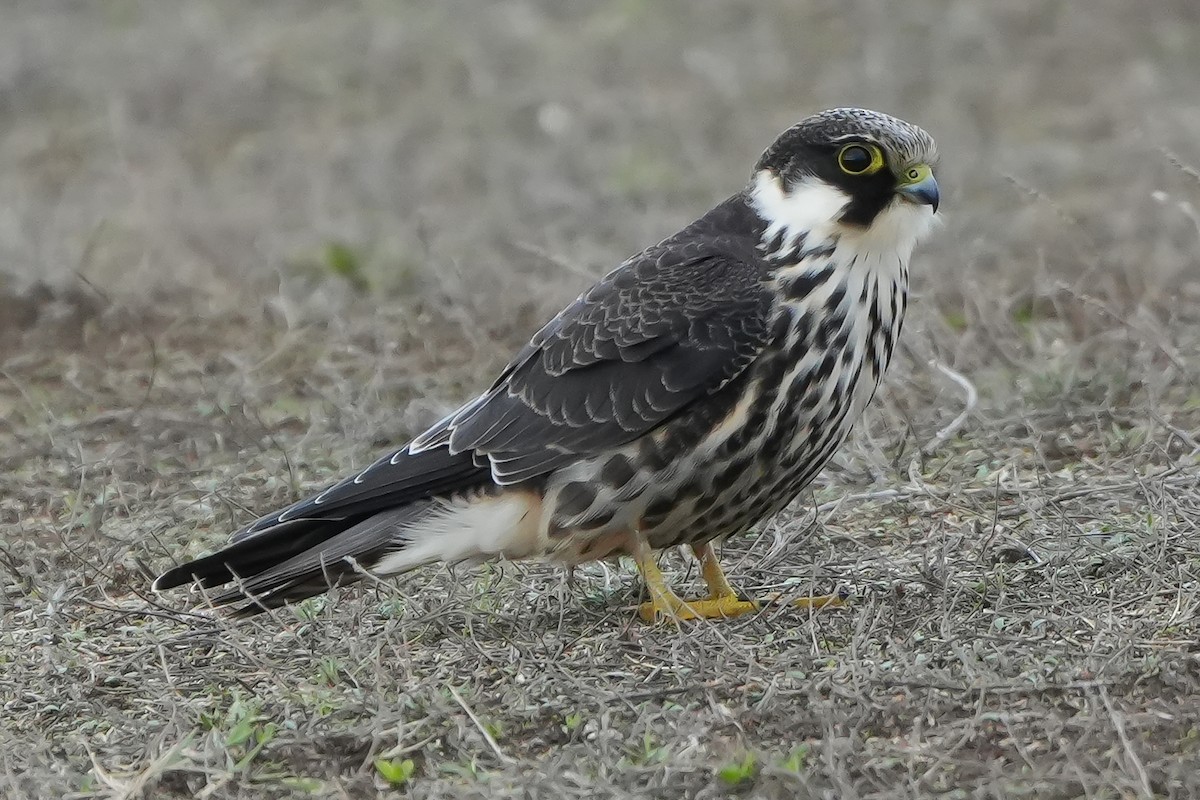 Eurasian Hobby - Mustafa Özcan