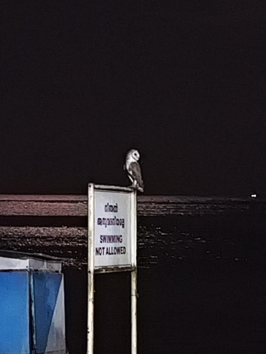 Eastern Barn Owl - ML642822017
