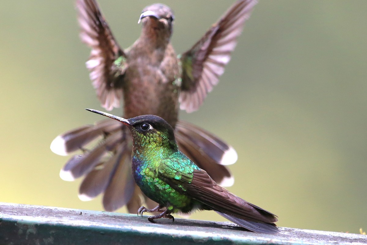 Fiery-throated Hummingbird - ML642822052