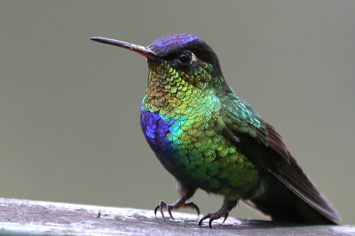 Fiery-throated Hummingbird - ML642822055