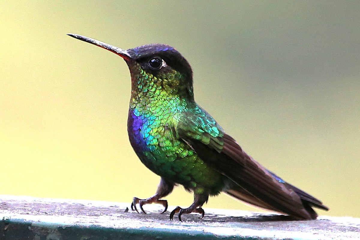 Fiery-throated Hummingbird - ML642822057