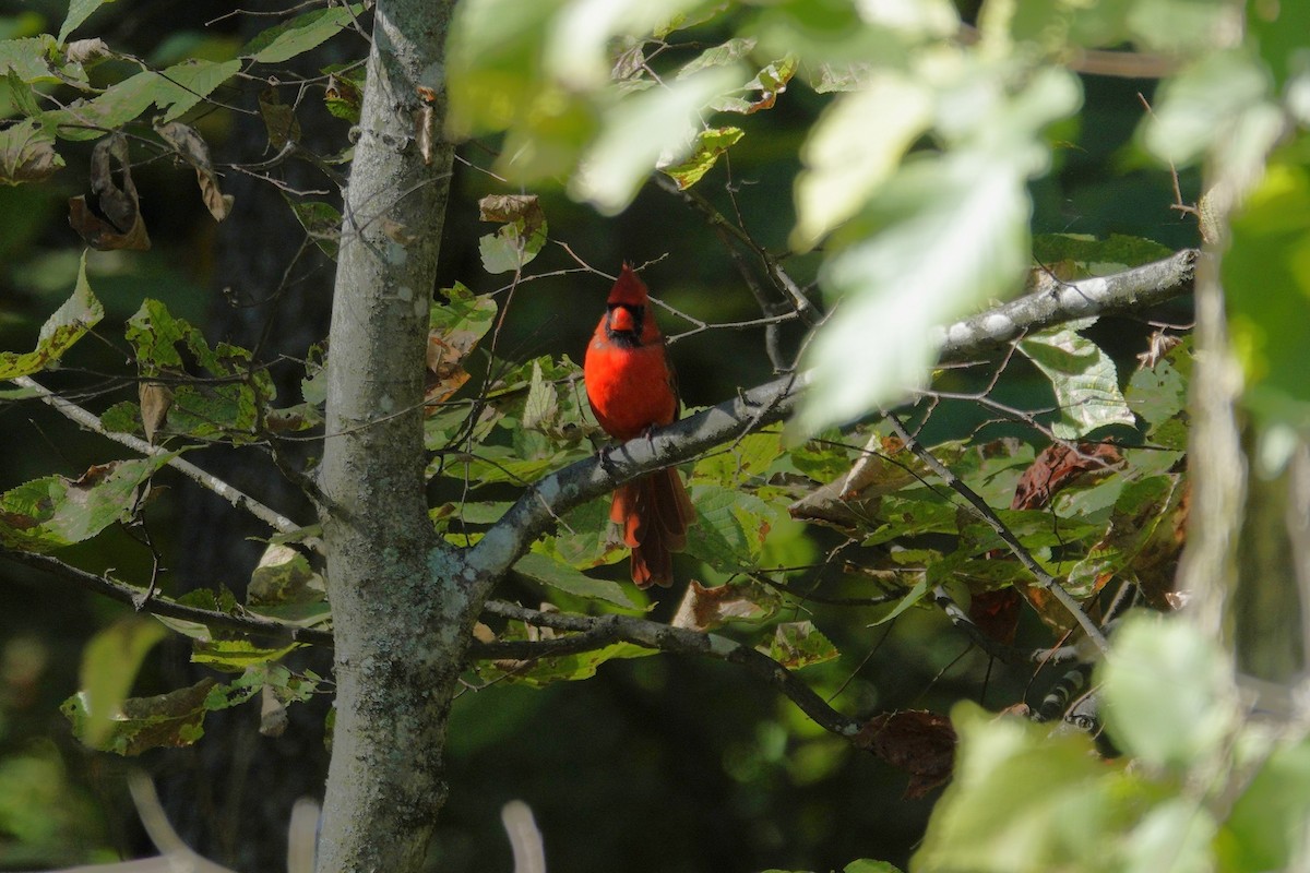 Cardinal rouge - ML642822063