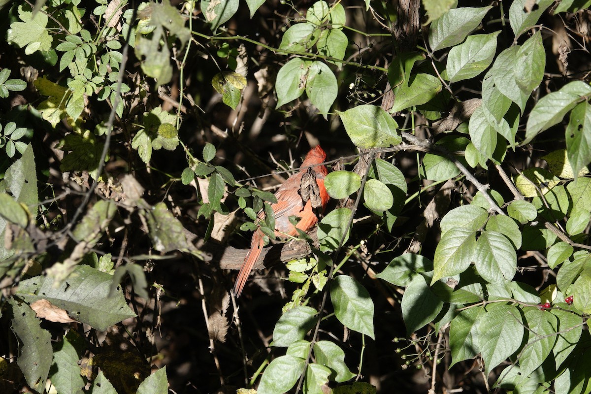 Cardinal rouge - ML642822067