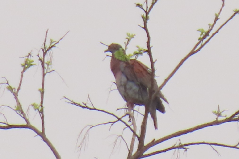 Pale-vented Pigeon - ML642822085