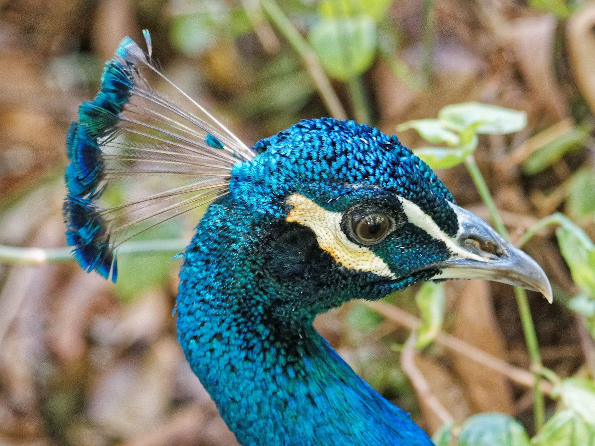 Indian Peafowl (Domestic type) - ML642822089