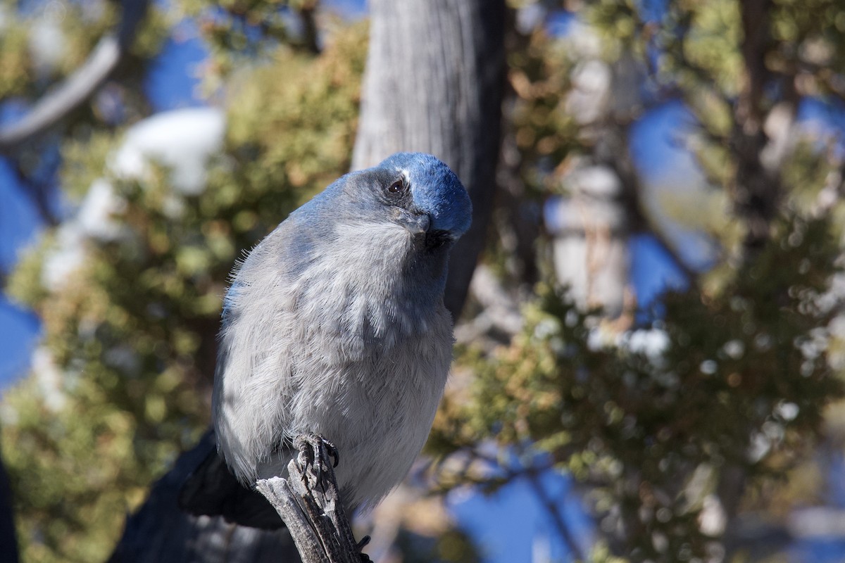 Woodhouse's Scrub-Jay - ML642822093